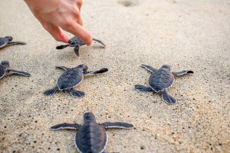 ITIL Training - are we letting the turtles die?