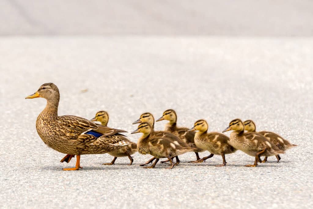 Mother duck leading ducklings, symbolizing implementing ESM processes.
